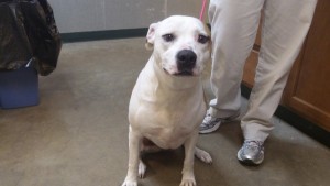 Dog Behavior Training near Ft. Worth 