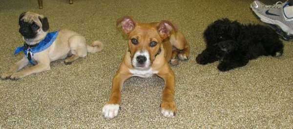 Three puppies laying down in puppy training class