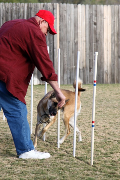 trainer going through non-competitive agility training with their dog