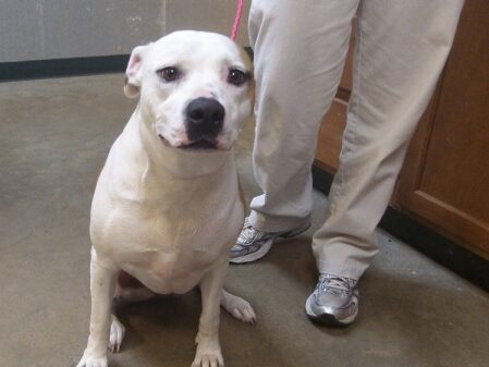 White dog sitting during Behavioral Dog Training